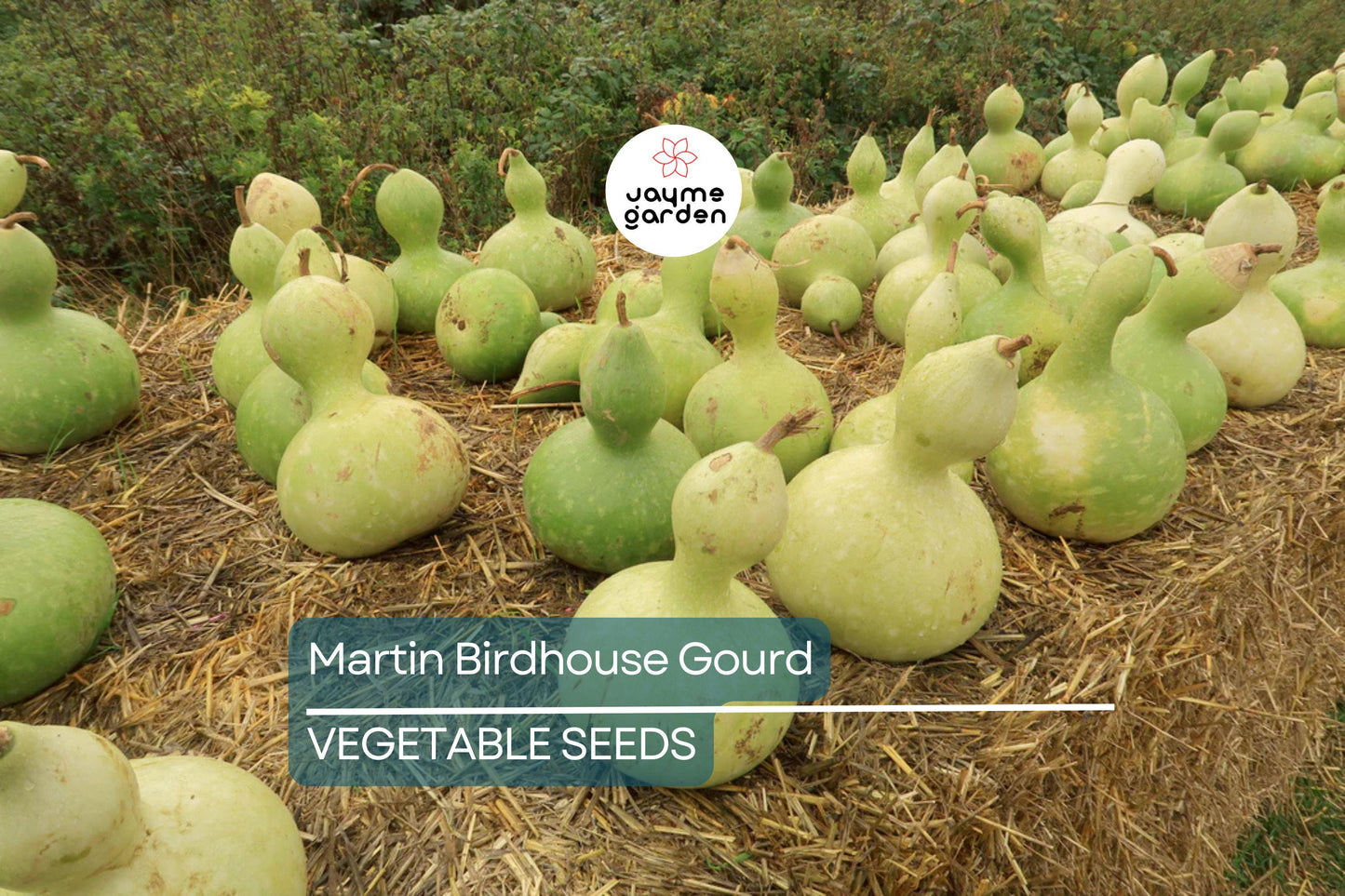 50 Martin Birdhouse Gourd Seeds – Heirloom Non-GMO | Crafting & Birdhouses | Full Sun | Free Shipping