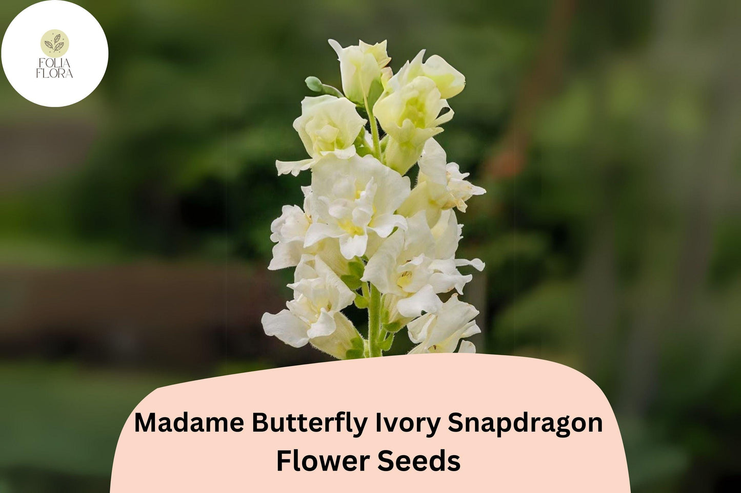 Antirrhinum majus Madame Butterfly Ivory Snapdragon Seeds – 1000+ Ruffled Blooms for Garden & Cut Flowers