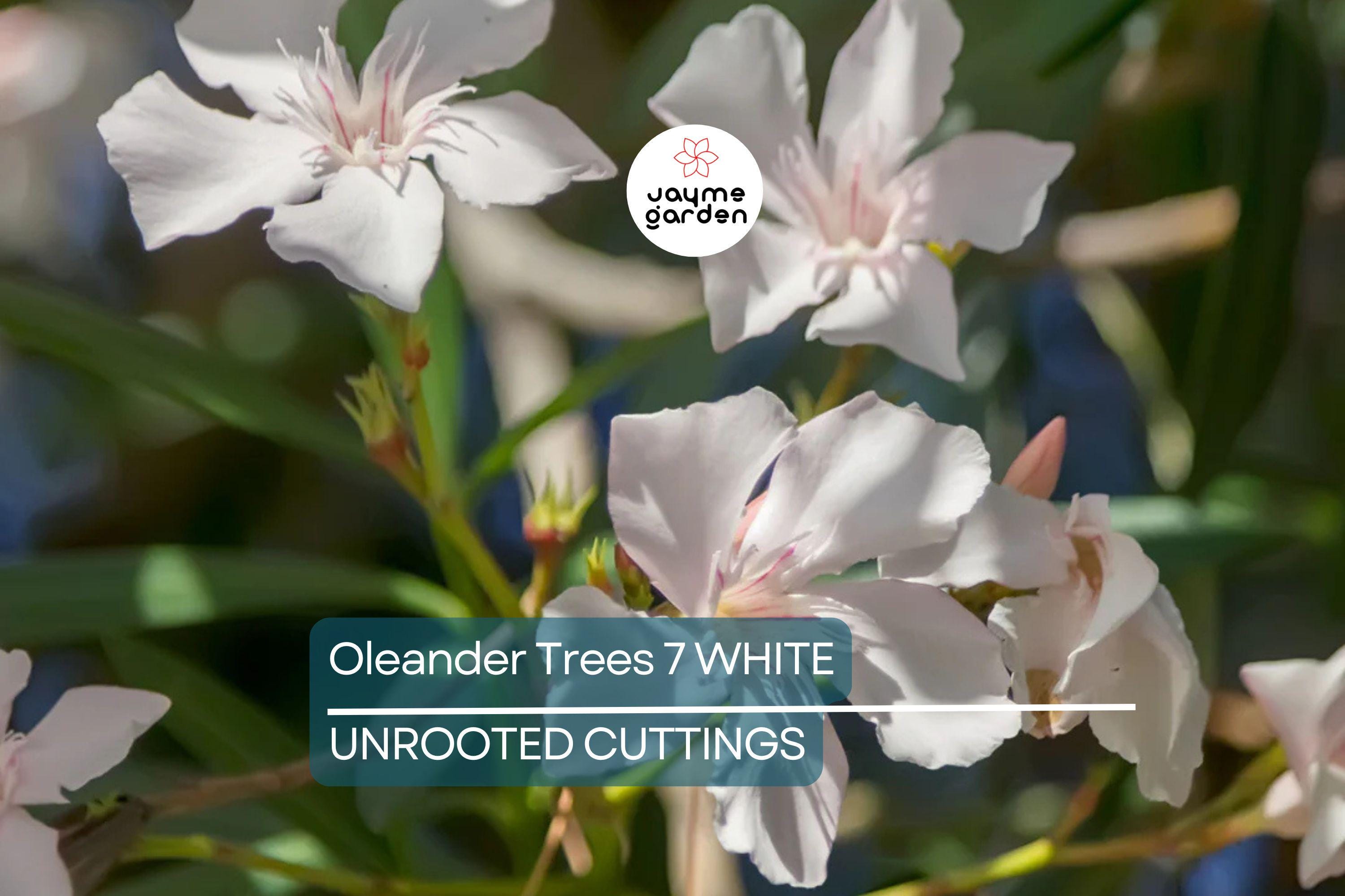Oleander White Live Cuttings, 7 Unrooted 6” Plants, Fast-Growing Evergreen Shrub, Elegant White Flowers, USDA Zones 8-10
