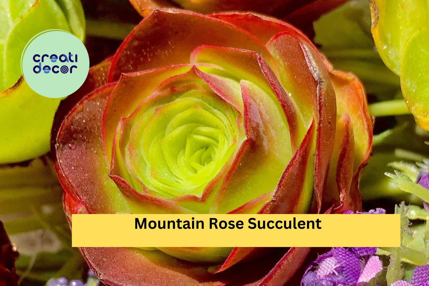 Mountain Rose Succulent Set | 6-Pack Rare Echeveria Plants | Live 1.5" Rosette Succulents for Containers or Gifts