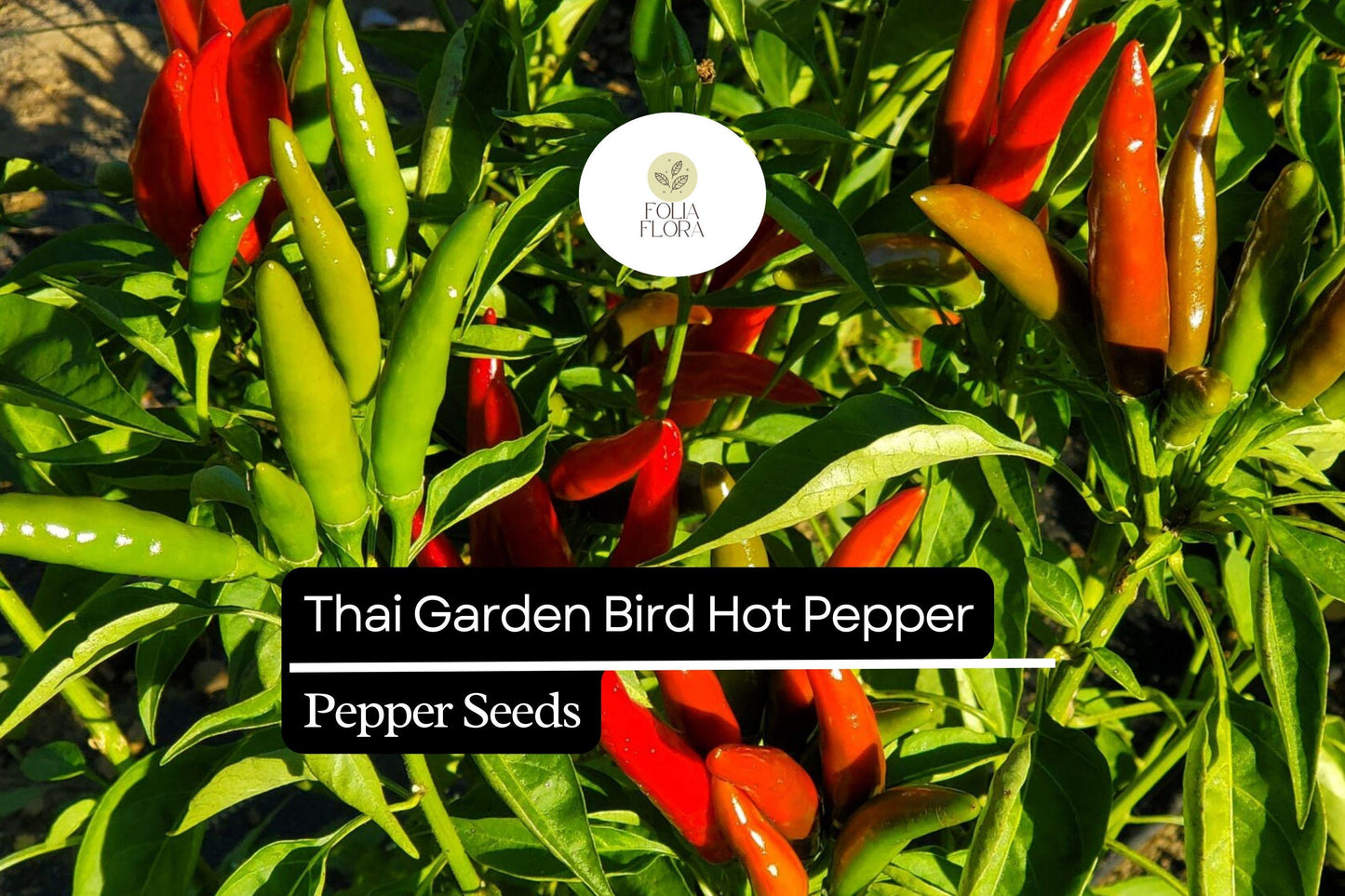 250mg Thai Garden Bird Hot Pepper Seeds Capsicum annuum | Very Hot, Non-GMO, Authentic Thai Cuisine, Spicy Chili for Sauces & Dishes