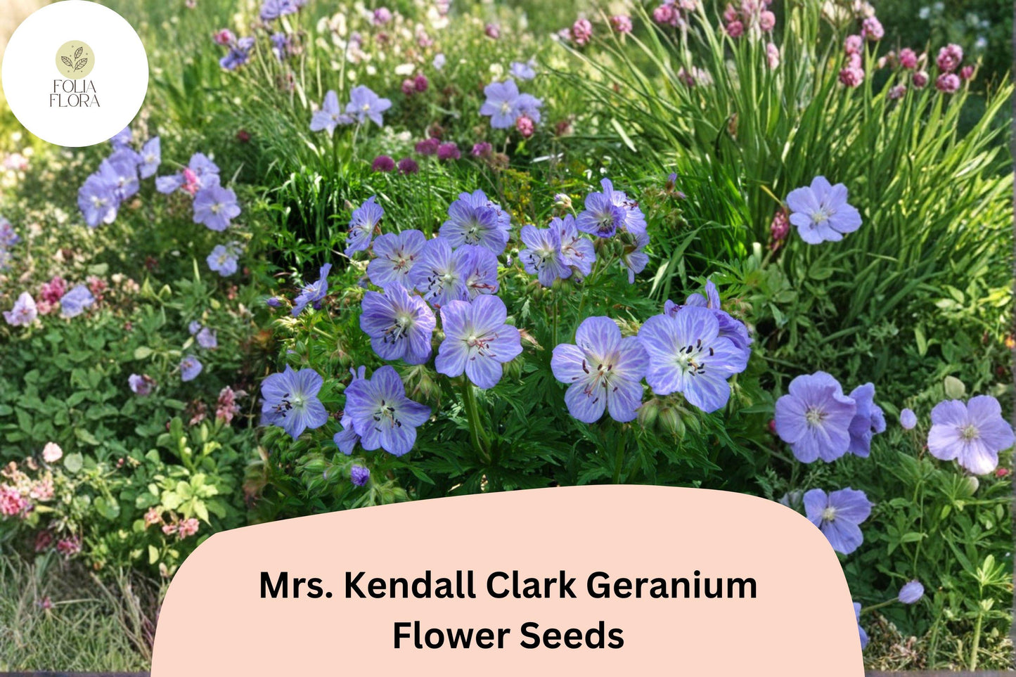 25+ Mrs. Kendall Clark Geranium Seeds | Hardy Perennial | Purple Geranium Blooms for Garden Borders & Pollinator Gardens