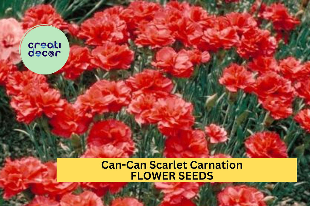 200+ Can-Can Scarlet Carnation Seeds – Ruffled Red Blooms for Garden Planting, Fragrant Cut Flowers for Borders & Bouquets – USA