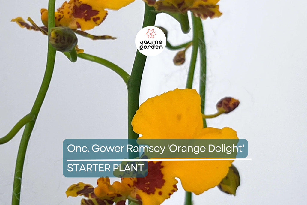 Oncidium Gower Ramsey 'Orange Delight' | Live Orchid Starter Plant | Vibrant Orange Flowers | Indoor & Outdoor | Potted 1B18