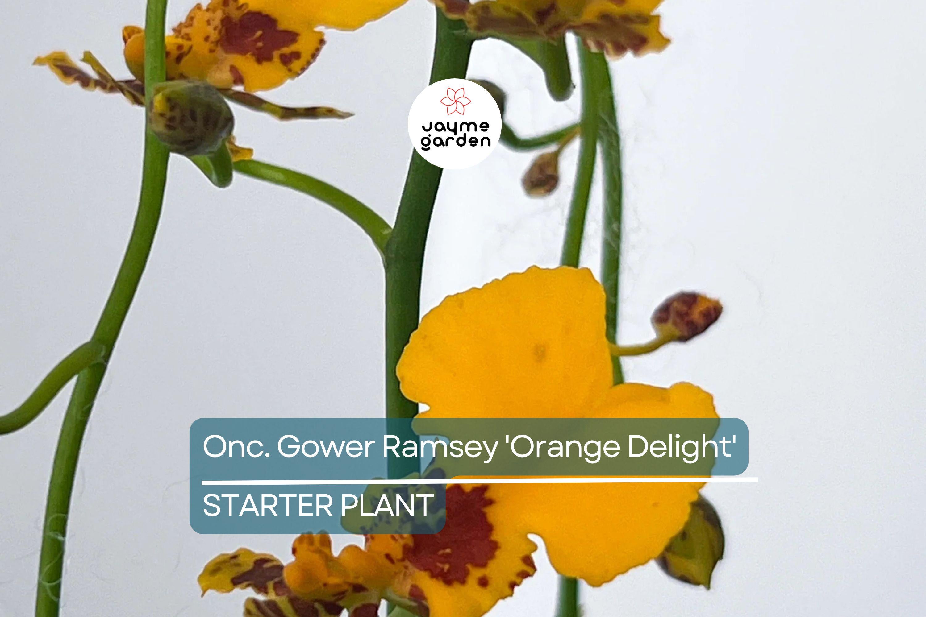 Oncidium Gower Ramsey 'Orange Delight' | Live Orchid Starter Plant | Vibrant Orange Flowers | Indoor & Outdoor | Potted 1B18