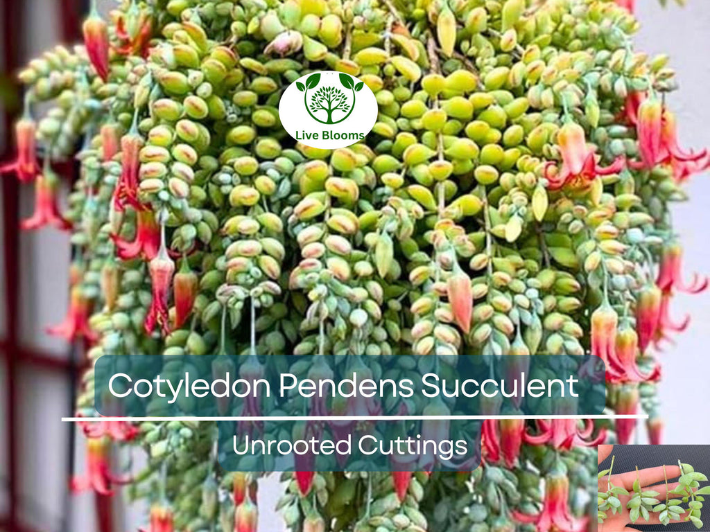 4 Unrooted Cotyledon Pendens Succulent Cuttings - 3-4 inch Long - Easy Grow, Propagation Plants