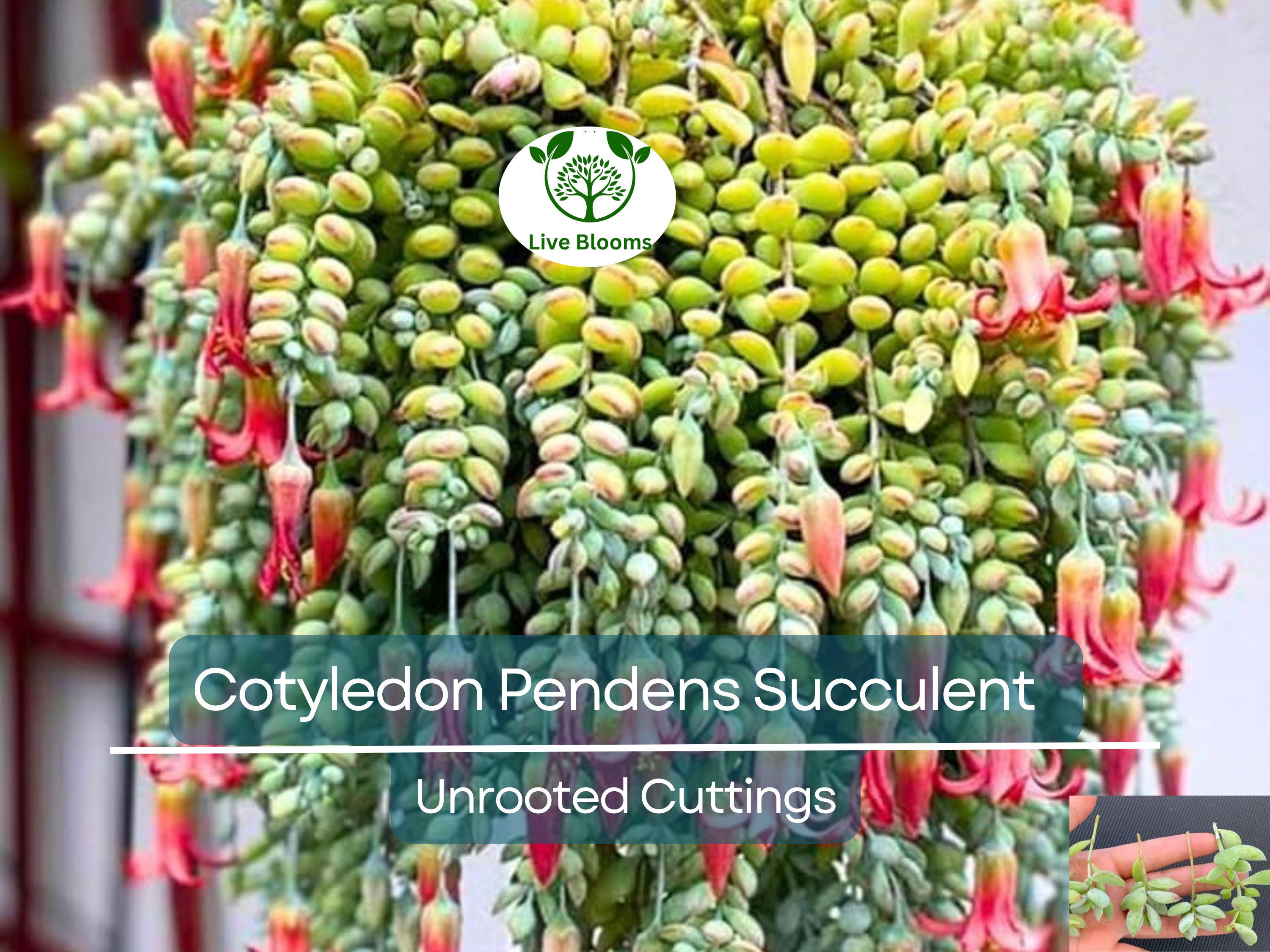 4 Unrooted Cotyledon Pendens Succulent Cuttings - 3-4 inch Long - Easy Grow, Propagation Plants