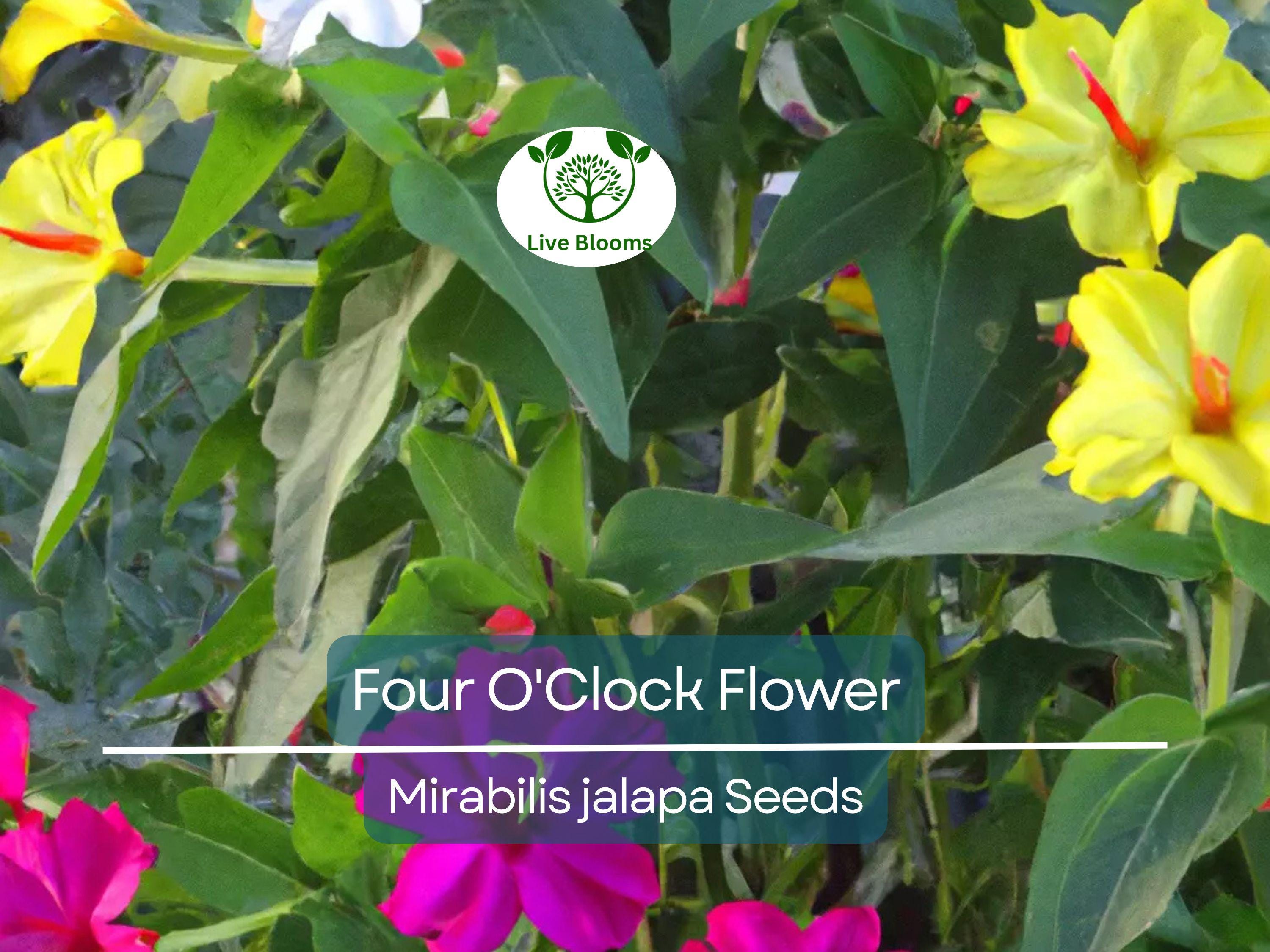 50 Four O'Clock Flower Mix Seeds 'Marvel of Peru' | Perennial Mirabilis jalapa, Colorful Blooms, Easy to Grow, Garden Flowers
