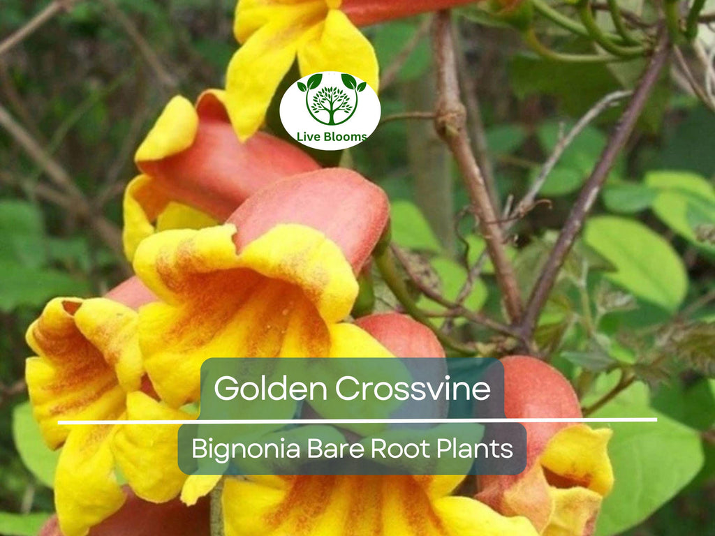 1 Golden Crossvine Live Plant – Bignonia capreolata Bare Root 1/2 to 1', Hardy, Native Vine with Trumpet Blooms, Fast-Growing Climber