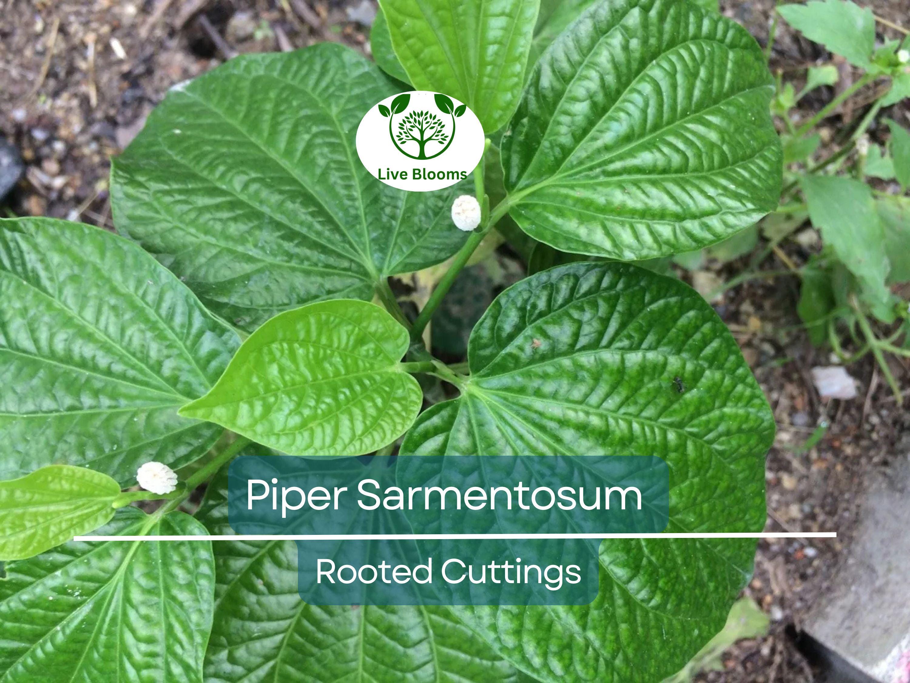 12 Piper Sarmentosum Bareroot Cuttings, Wild Betel Leaf, Thai Herb, Piper Betel, Herb Culinary Plant, Easy to Grow, Rooting Cuttings