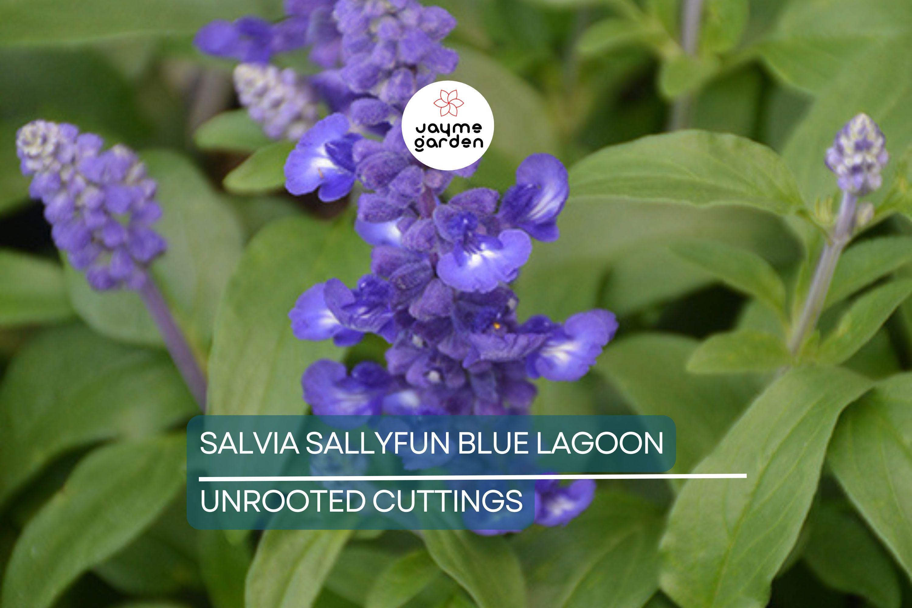 45 Salvia Sallyfun Blue Lagoon Live Plants | Vegetative Cuttings | Hardy Perennial