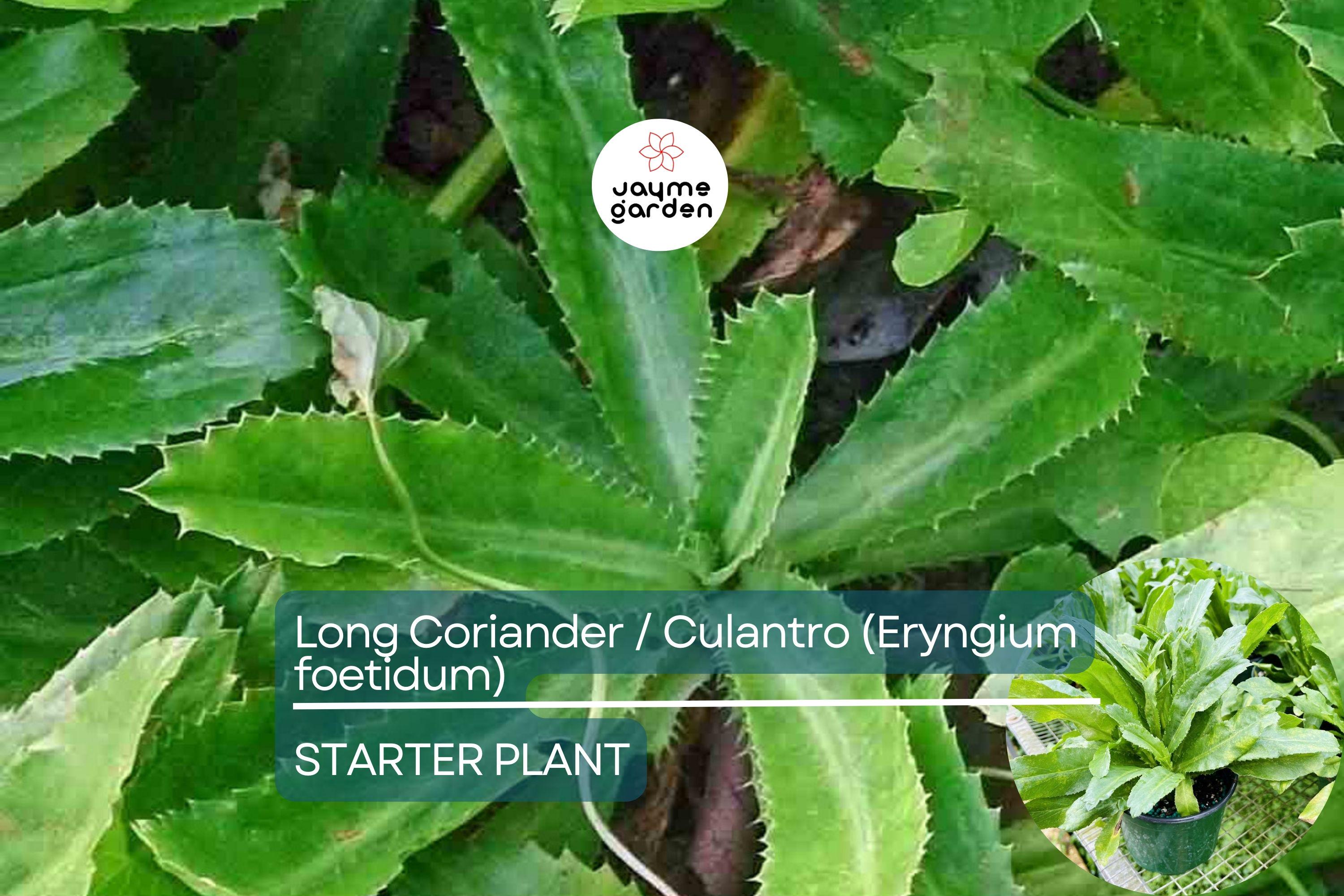 Long Coriander/Culantro Starter Plant – Vibrant Live Herb (Eryngium foetidum) | Tropical Culinary Delight | Mature 12-18 inches tall