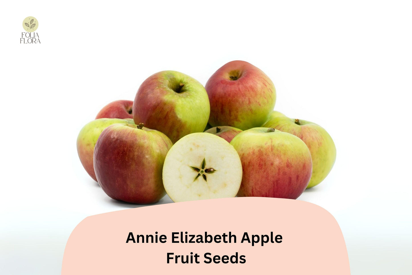 25+ Annie Elizabeth Apple Seeds | Malus domestica | Hardy Heritage Cooking Apple | Grow Fruit Tree from Seed | Cold Climate Friendly