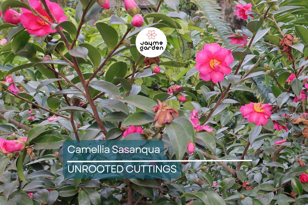 4 Pink ‘n Yellow Camellia Sasanqua Cuttings (5”+) - Shishi Gashira Evergreen Shrub