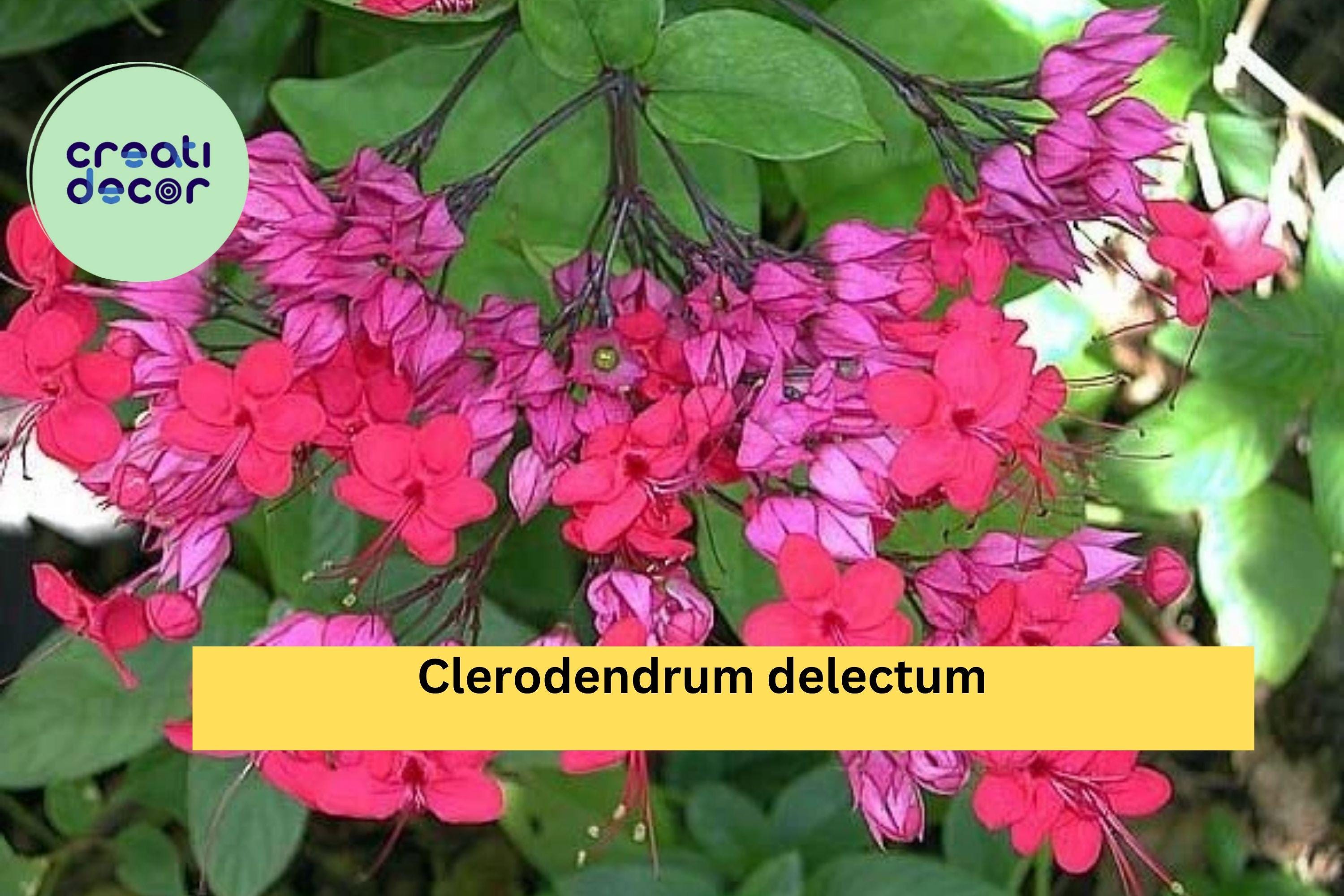 Java Red Bleeding Heart Plant – Clerodendrum delectum Rooted Starter, Red & Purple Flowering Vine for Tropical Gardens