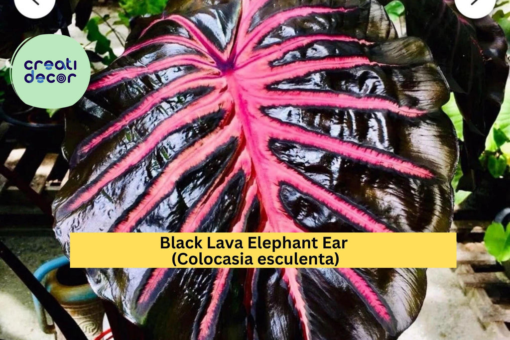 Black Lava Elephant Ear – Colocasia esculenta Live Rooted Starter Plant, Tropical Foliage with Deep Purple-Black Leaves, Hardy Zones 8–11