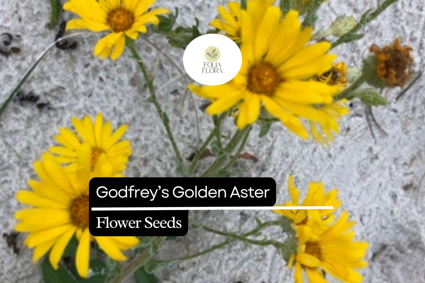 25 Godfrey’s Golden Aster Seeds | Chrysopsis godfreyi | Native Wildflower for Bees & Butterflies | Golden Florida Blooms