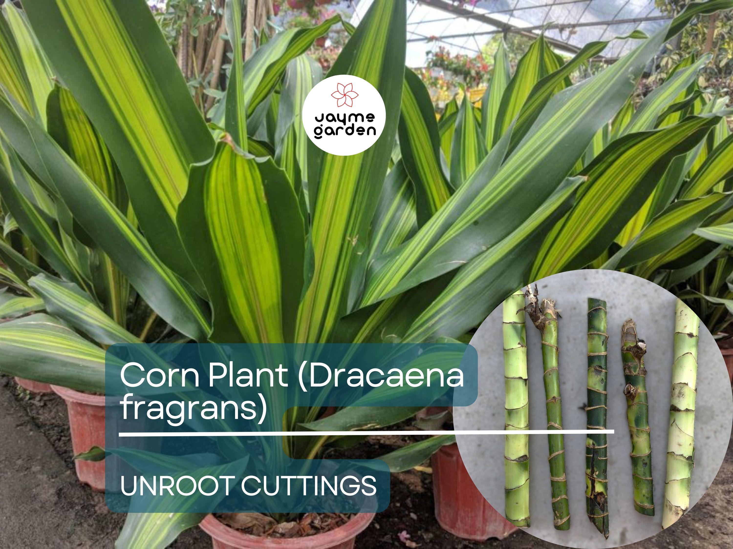 5 Unroot Cuttings Corn Plant - Dracaena Fragrans, Fresh House Plant Cuttings, No Root, Easy to Grow Indoor Plant for Home & Office