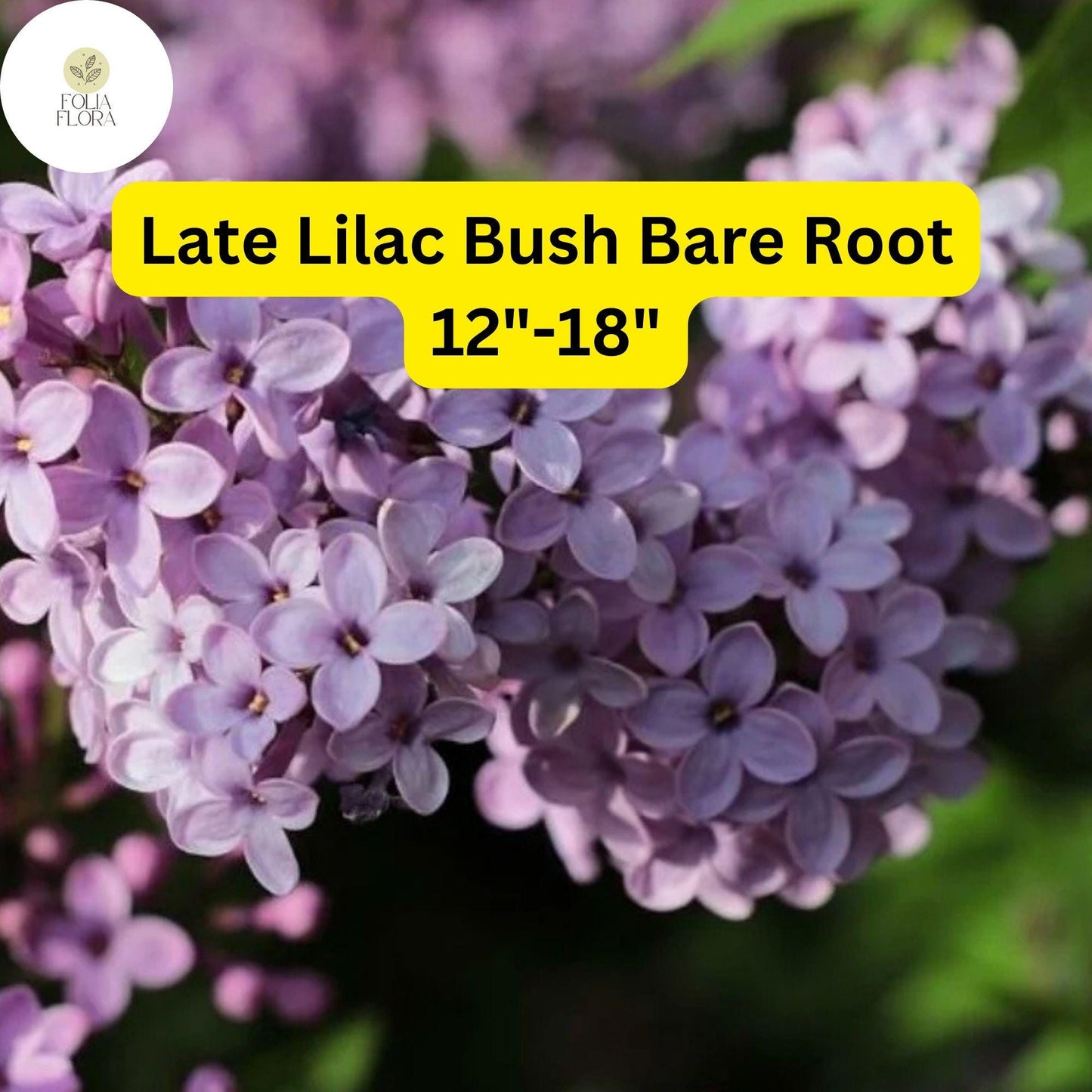 1 Syringa villosa Late Lilac Bush - Live Bare Root Plant 12"-18" for Zones 3-7 - Hardy, Fragrant Flowers