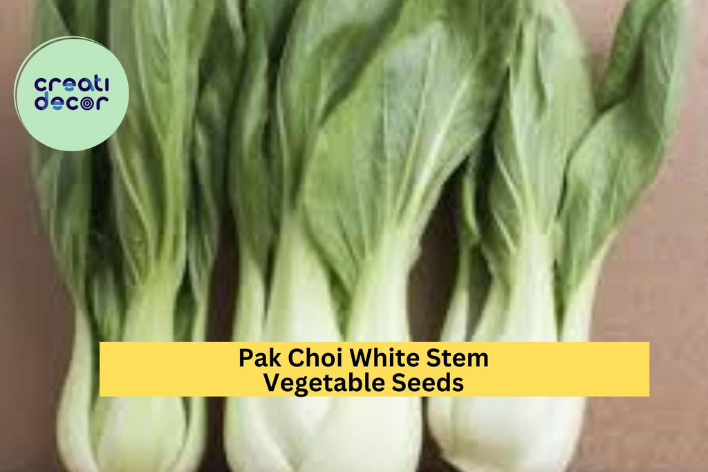 3pcs of 1g Pak Choi White Stem Seeds – Crisp Asian Greens for Stir-Fries, Soups & Home Garden Vegetable Growing Seeds for Planting