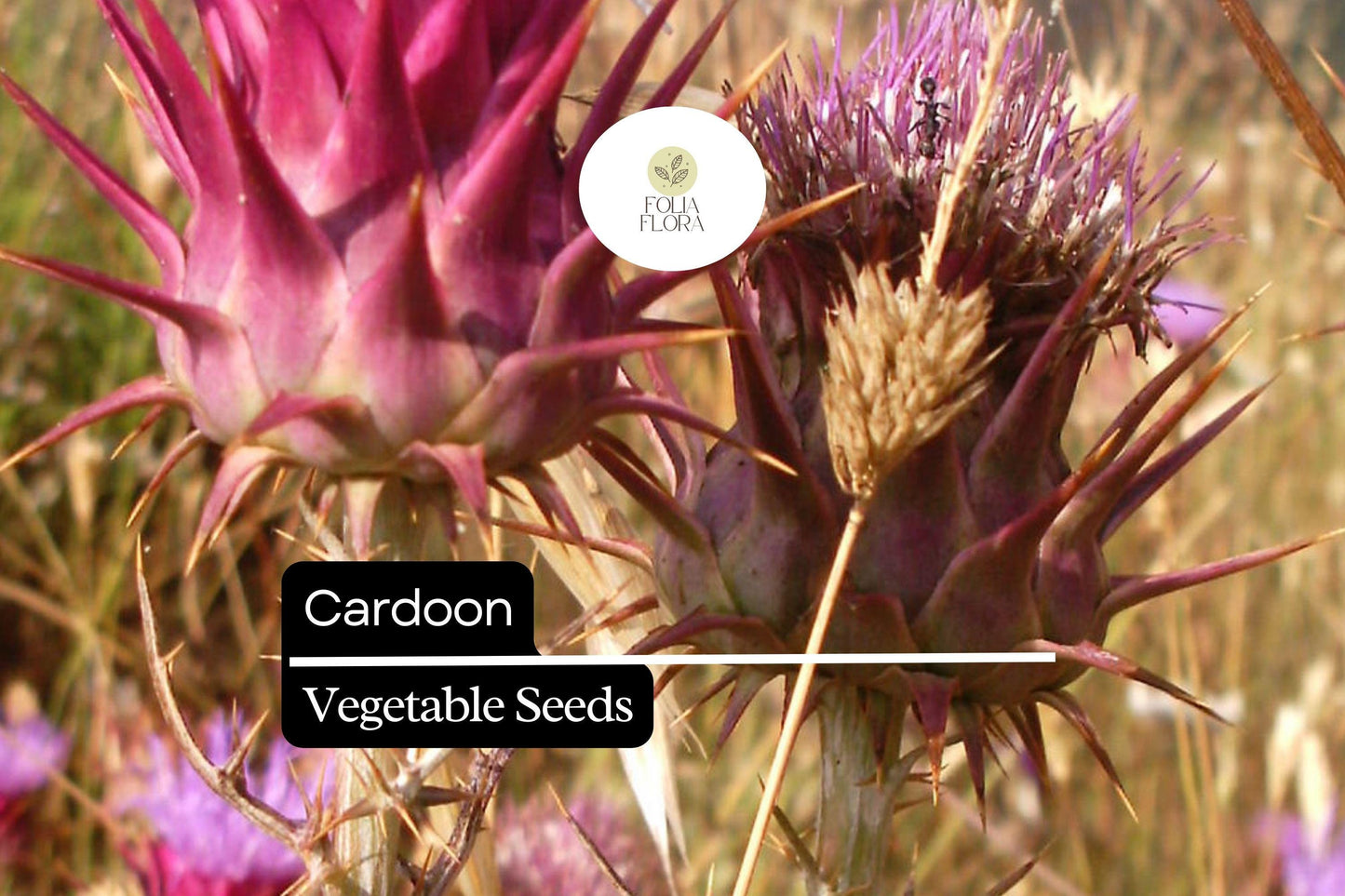 30 Seeds Cardoon, Cynara Cardunculus, Ornamental Edible Perennial with Artichoke Flavor