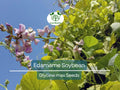 10 Edamame Soybean Seeds for Planting "Be Sweet" Japanese Vegetable, Glycine max, Asian Soybeans, Non-GMO, High-Quality Edamame Seeds