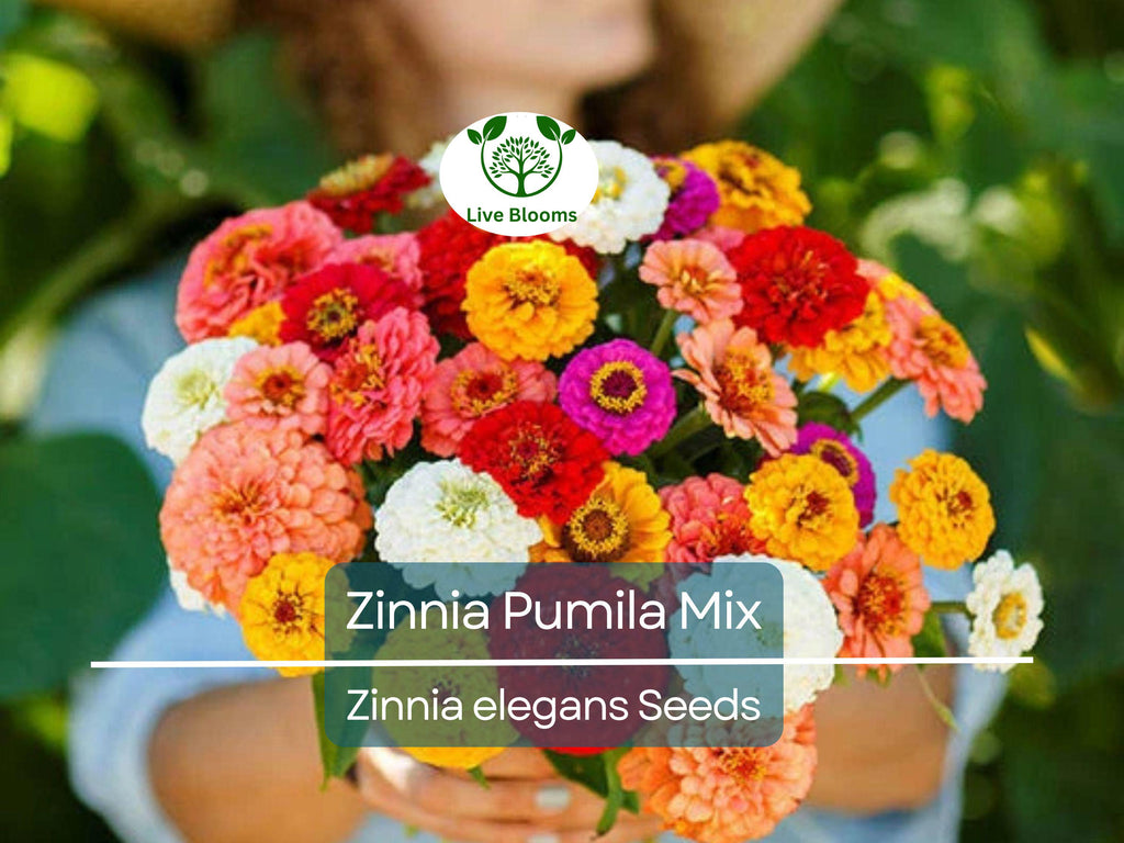 200 Zinnia Pumila Mix Seeds – Zinnia elegans, Cut and Come Again, Butterfly & Hummingbird Flower, Heirloom, Non-GMO Blooms