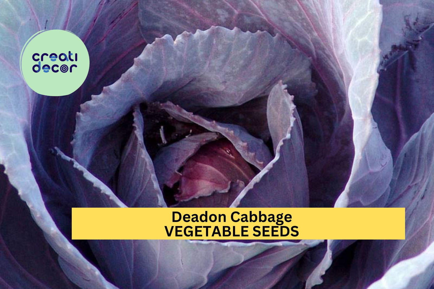 500+ Deadon Cabbage Seeds – Winter-Hardy Savoy-Style Heads for Garden Planting, Crisp Texture & Purple-Green Color – USA