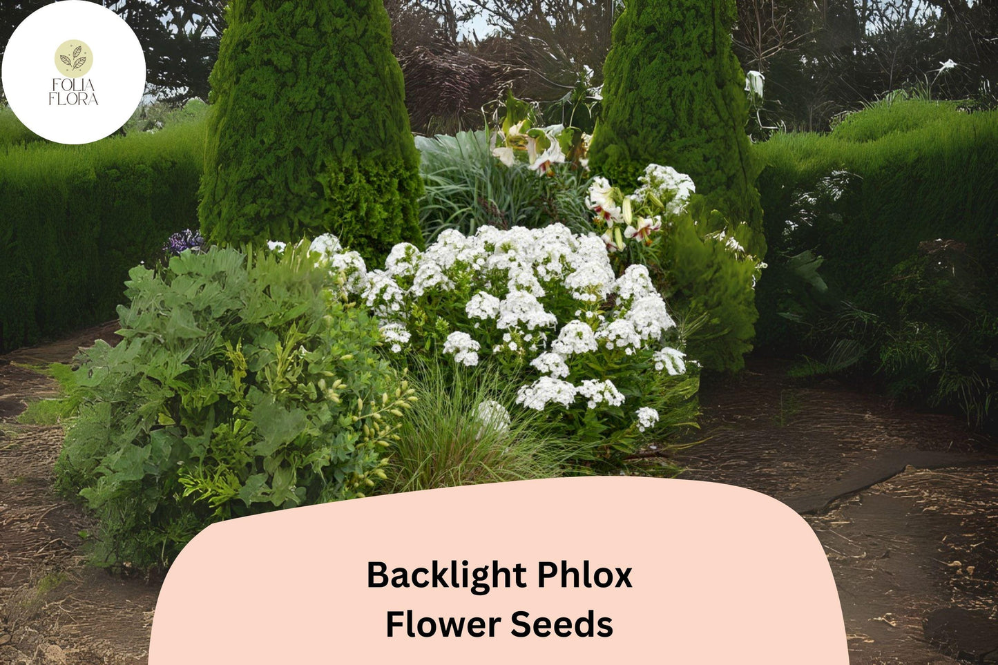 100+ Backlight Phlox Seeds for Garden Planting | Phlox paniculata | Perennial Flower Seeds | White Blooms with Lavender Glow
