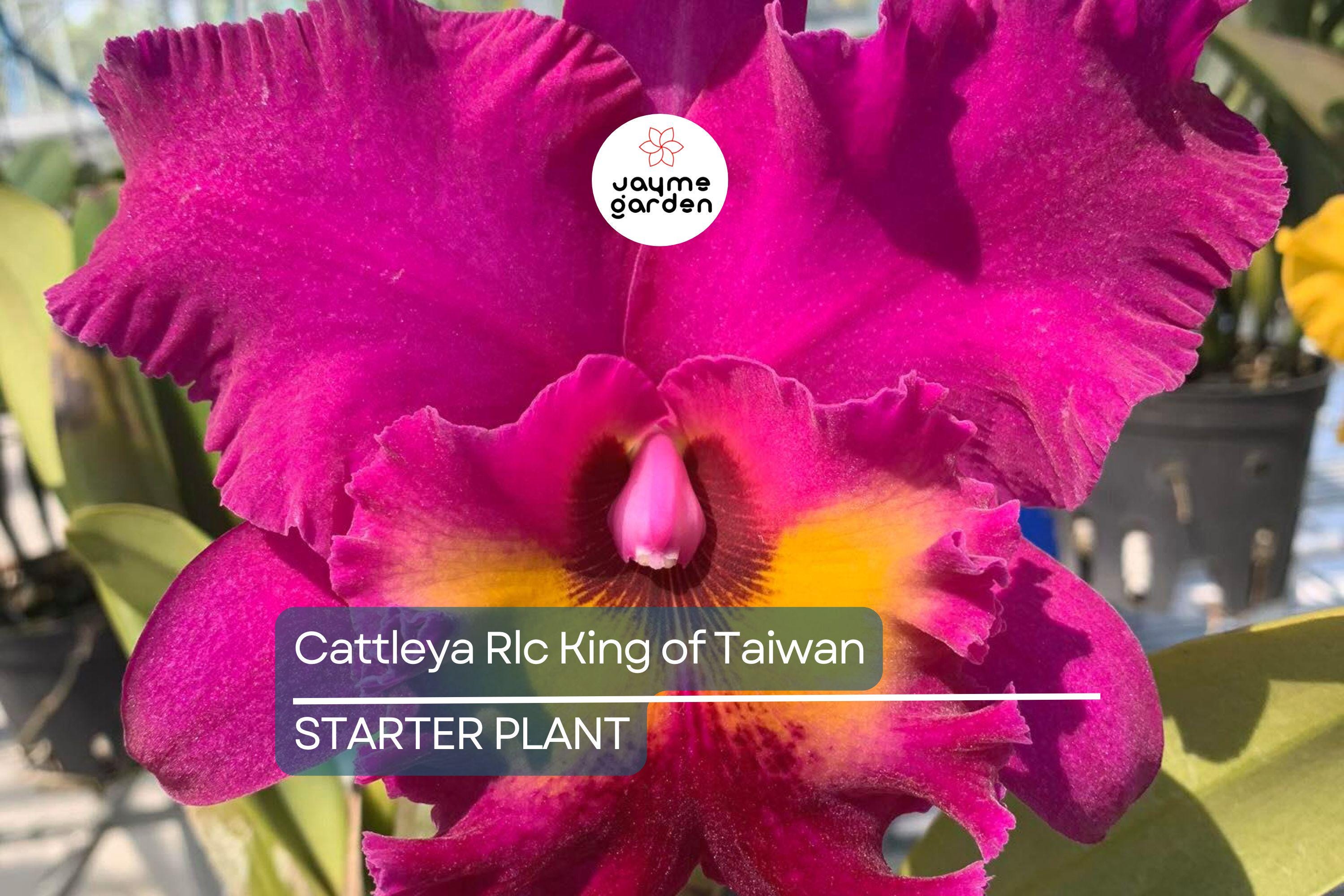 Cattleya Rlc King of Taiwan Orchid Small Seedling | Purple Blooms | Live Starter Plant | Tropical Potted for Indoor & Outdoor