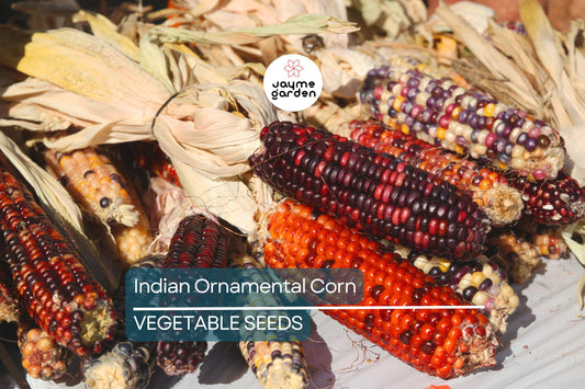 50 Treated Indian Ornamental Corn Seeds – Non-GMO Heirloom | Colorful Tassels | USA Seller