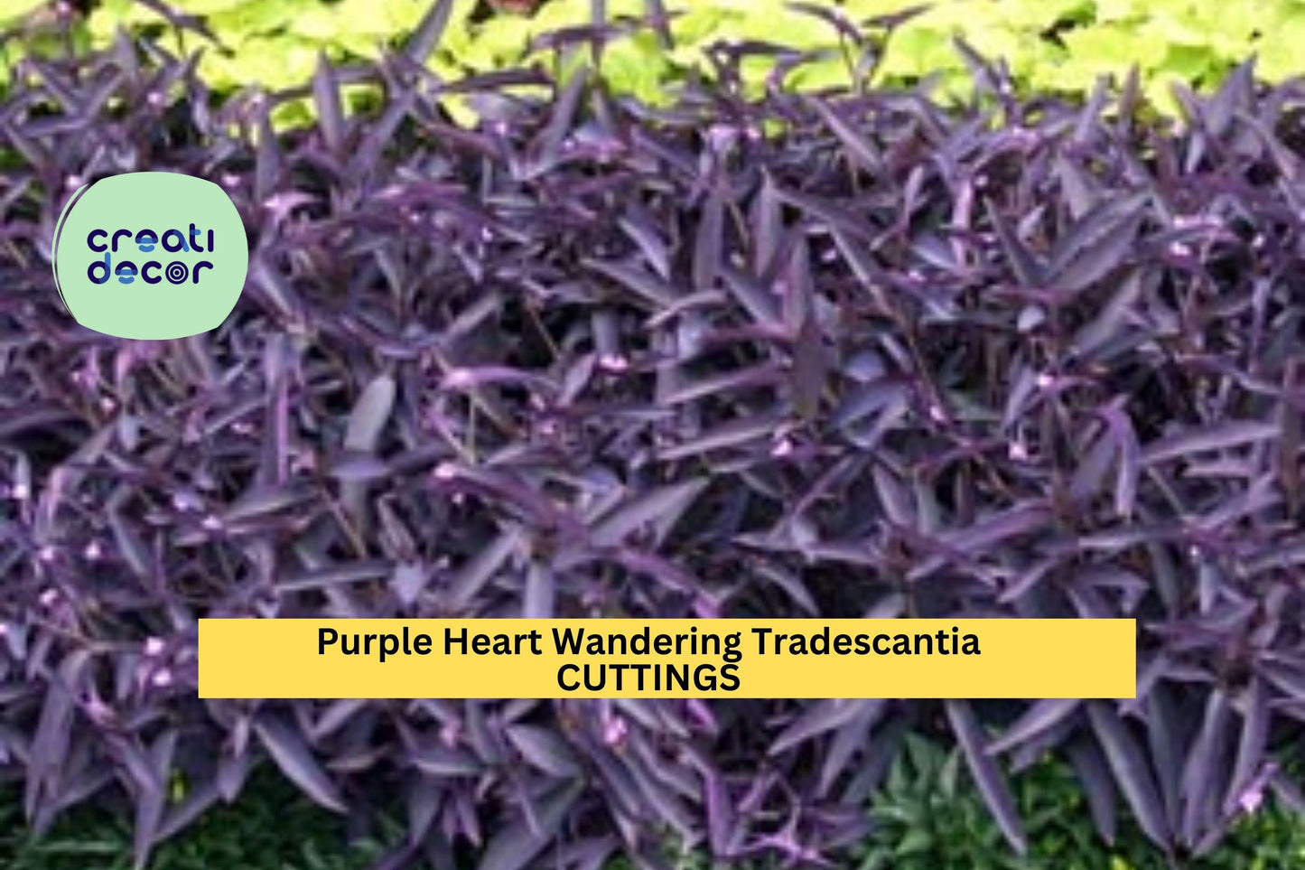 10 Purple Heart Wandering Jew Cuttings – Tradescantia pallida purpurea Live Plants for Pots, Borders & Hanging Baskets – USA
