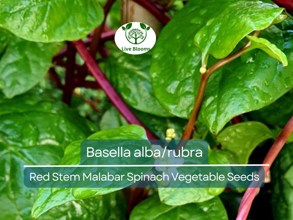 500 mg Seeds Malabar Spinach Red Stem – Basella alba/rubra | Heirloom Vegetable for Planting & Thriving Summer Harvests