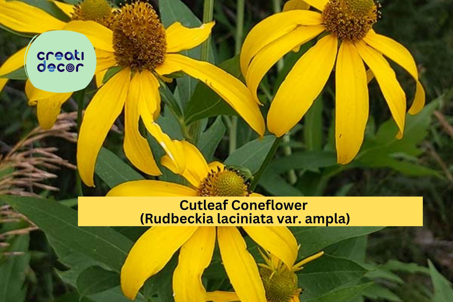 Cutleaf Coneflower Seeds (Rudbeckia laciniata ampla) – 50 Native Perennial Seeds | Yellow Wildflower | Pollinator Friendly | Tall Blooms