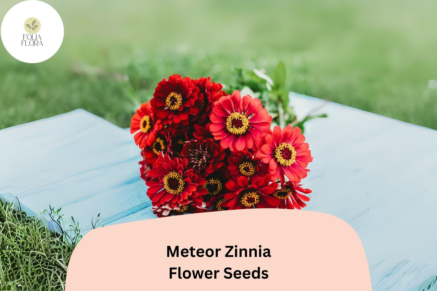 100+ Meteor Zinnia Seeds – Deep Red Blooms for Garden Planting, Borders & Cut Flowers