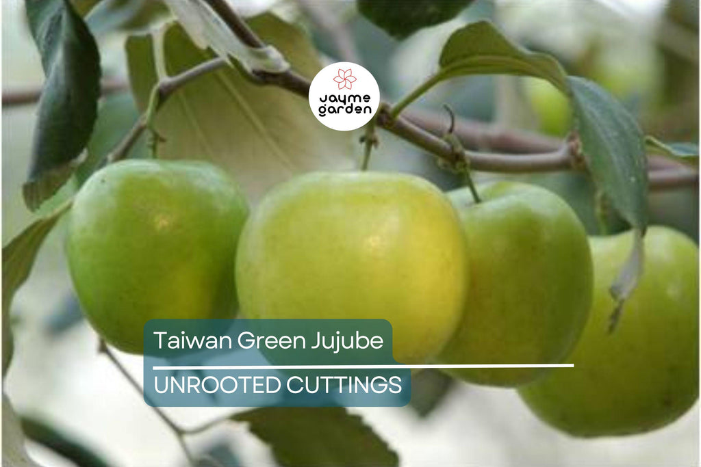 Taiwan Green Jujube – 4 Unroot Cuttings, 10" Long, Juicy Sweet Fruit 19 Brix, Large Harvest Tree