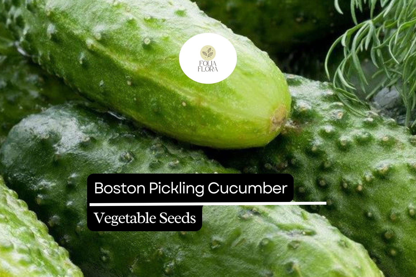 25+ Boston Pickling Cucumber Seeds | Heirloom Variety | Crisp Small Cucumbers | Non-GMO Easy Garden Planting