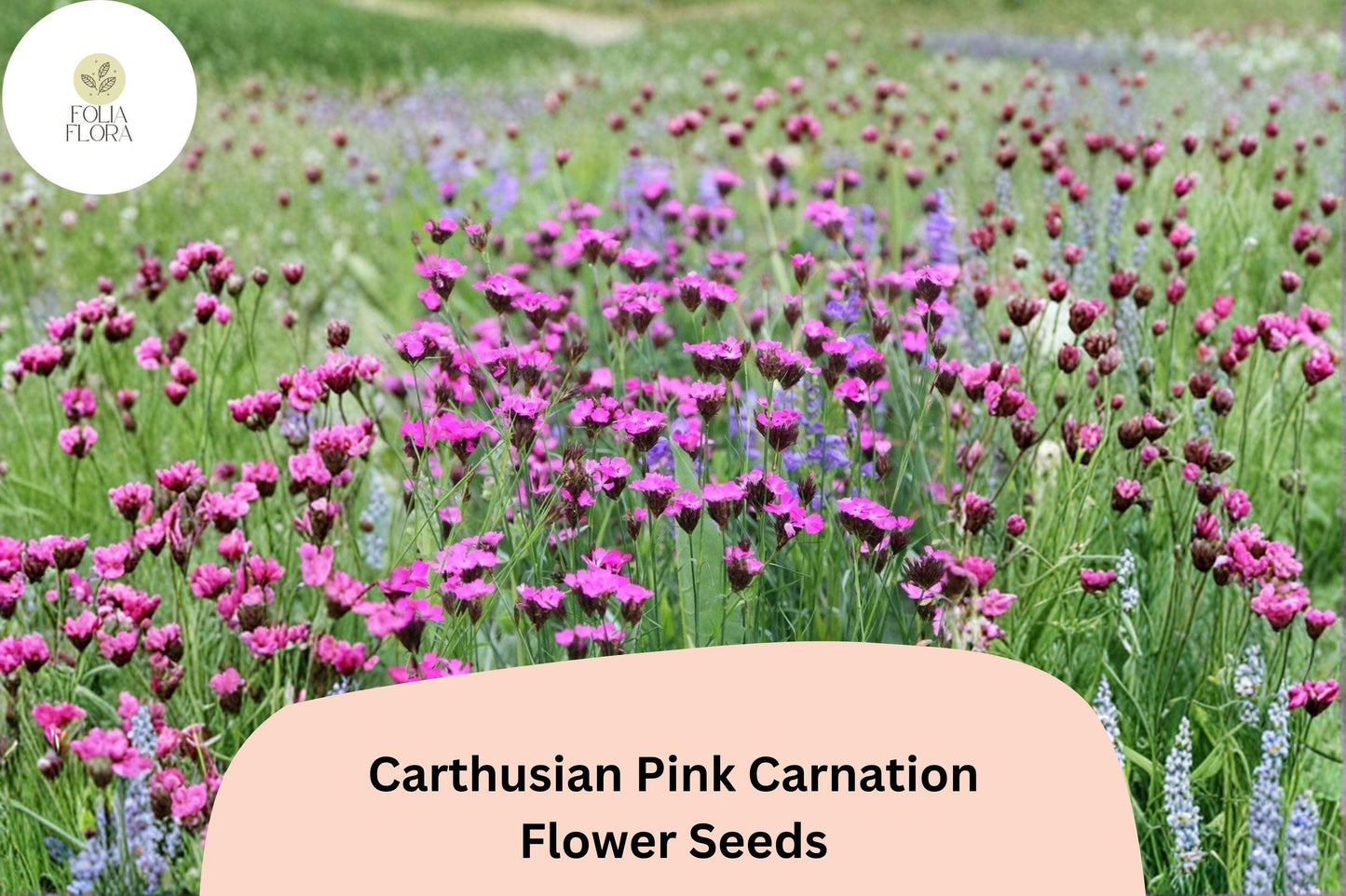 200+ Carthusian Pink Carnation Seeds | Dianthus carthusianorum | Bright Pink Blooms for Garden & Borders