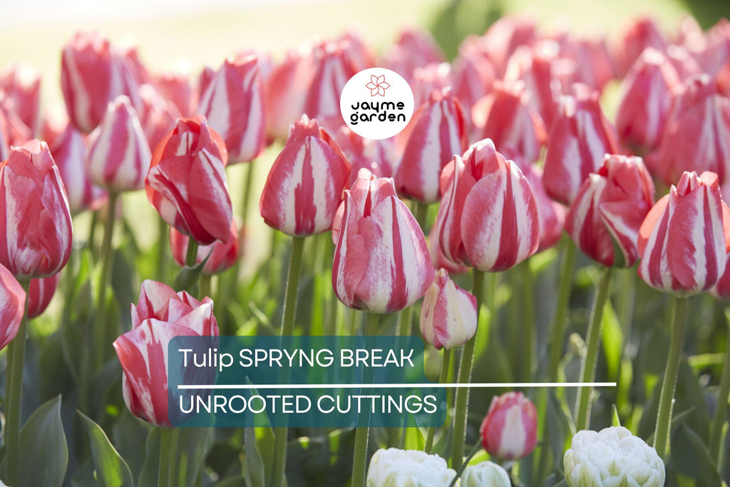 Tulip Spryng Break Bulbs - 5 Cream & Red Double Peony Tulips, Color-Changing Ruffled Blooms, Perfect for Containers, USDA Zones 3-8