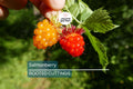 5 Salmonberry Root Cuttings (Rubus spectabilis) | Live Rhizomes for Fast Growth | Organic, Perennial Berry Bush