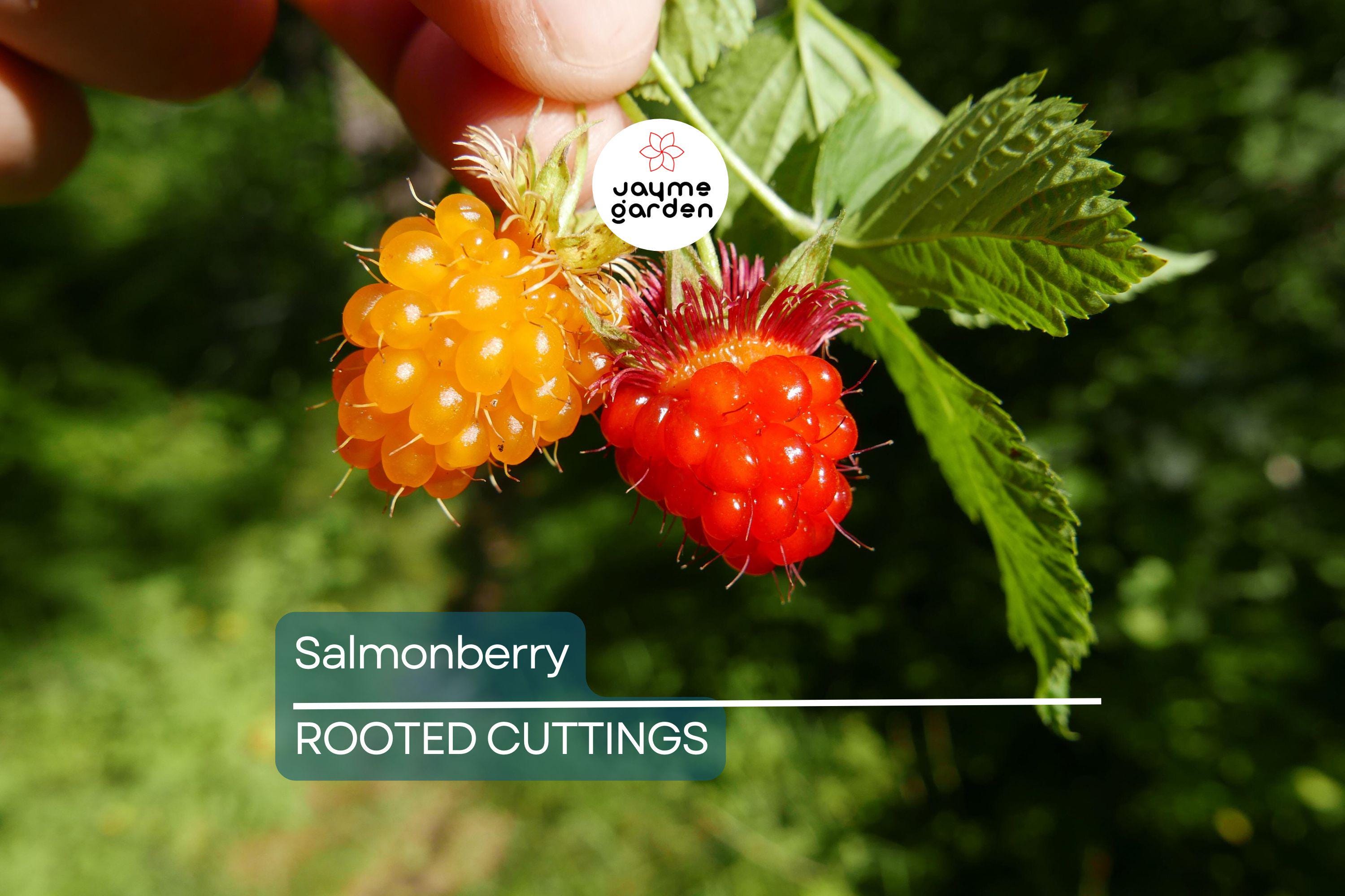 5 Salmonberry Root Cuttings (Rubus spectabilis) | Live Rhizomes for Fast Growth | Organic, Perennial Berry Bush