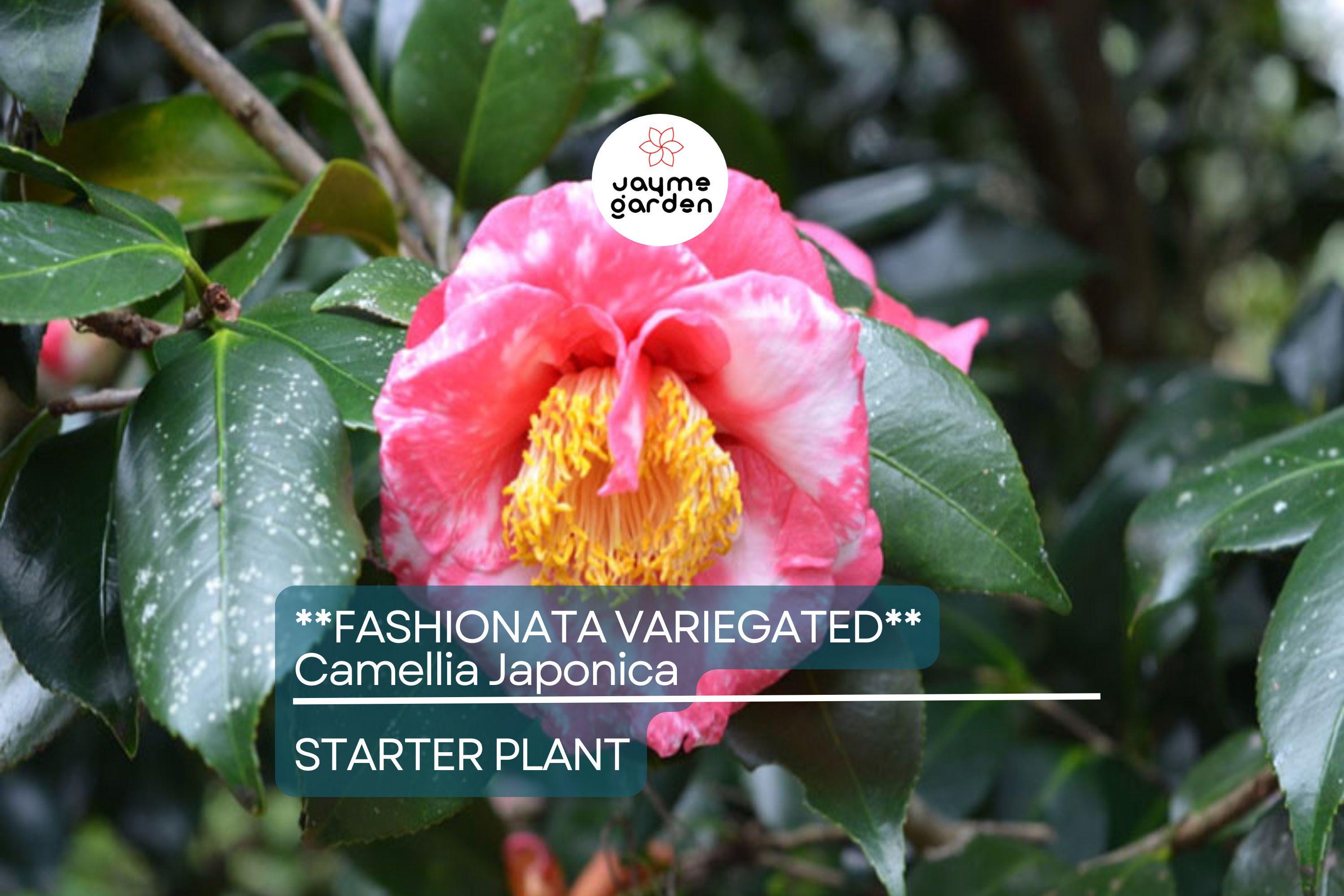 Fashionata Variegated Camellia Japonica Starter Plant | Unique Bloom | Live Well-Rooted Plant in Pot | Evergreen Shrub | USDA Zones 7-10