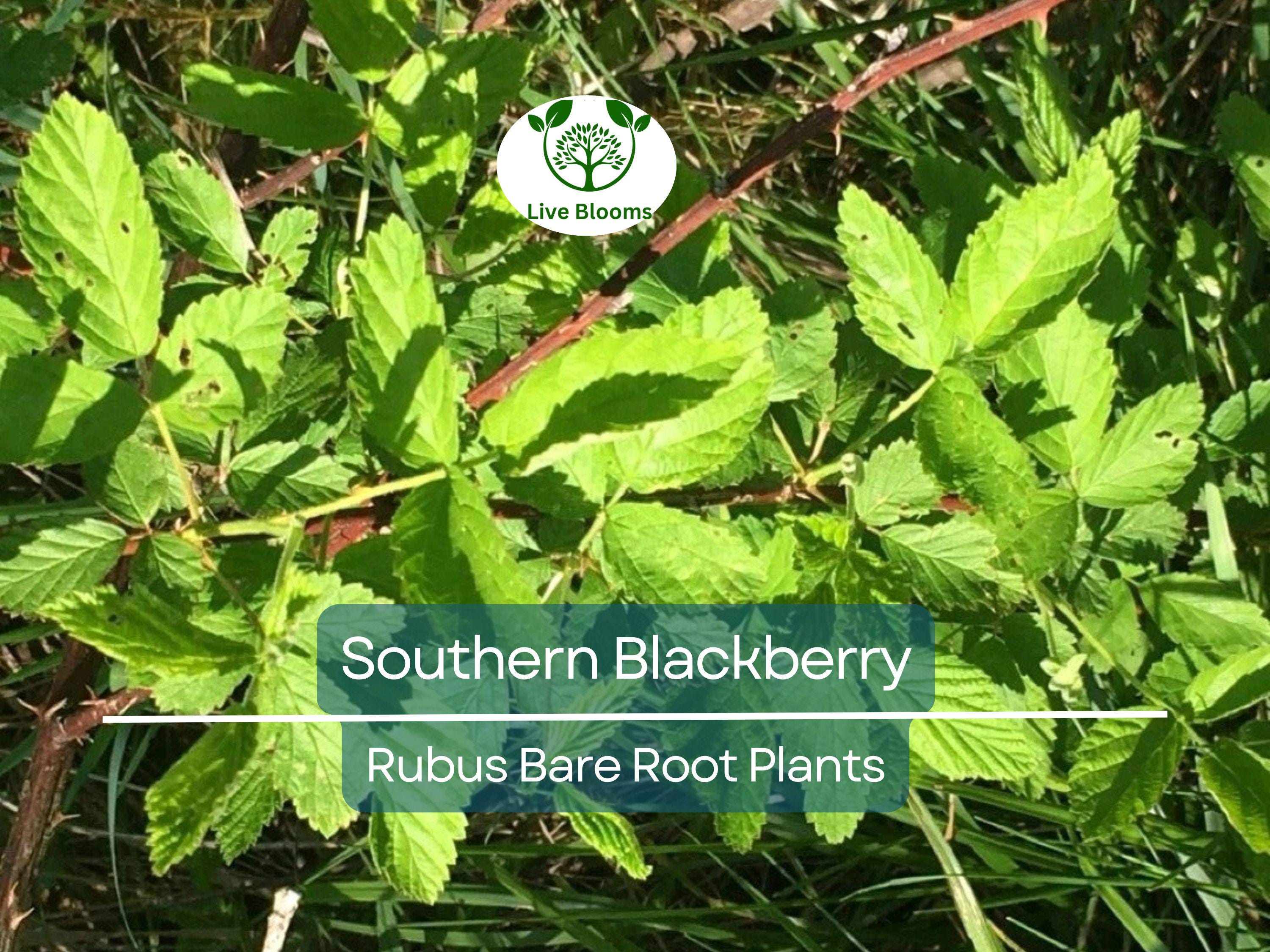 3 Southern Blackberry Plants – 2–3 Ft Tall Live Bare Root – Large, Sweet Fruit Bushes – Hardy & Fast Growing for Home Gardens