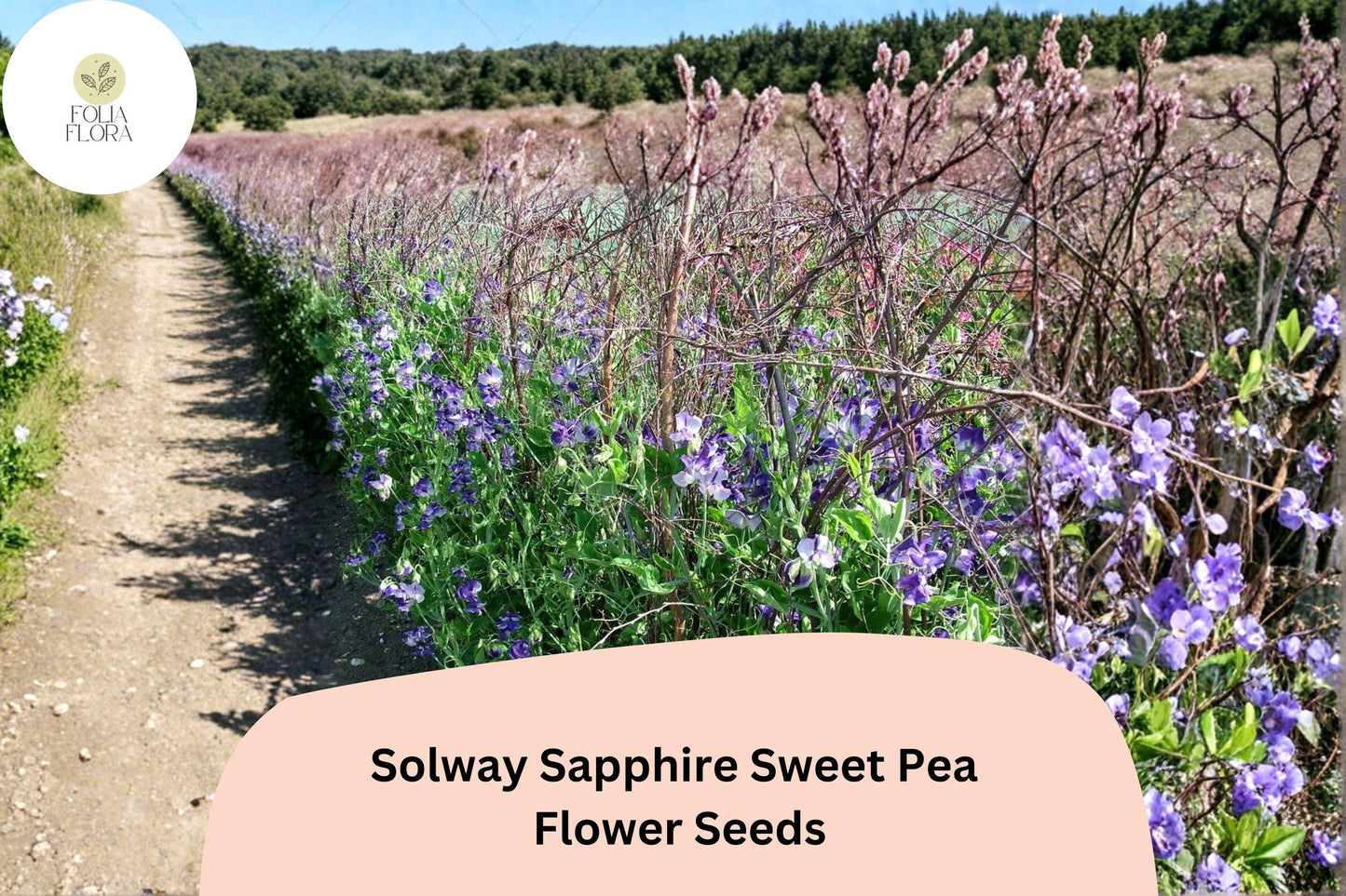 50+ Solway Sapphire Semi-Dwarf Sweet Pea Seeds | Deep Blue-Purple Compact Climbing Flowers