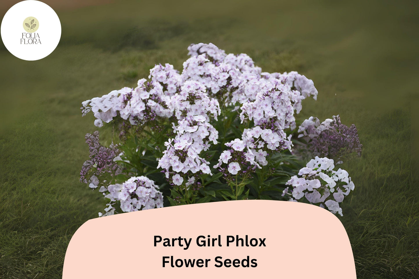 100+ Party Girl Phlox Seeds – Colorful Annual Garden Flower Seeds, Phlox drummondii