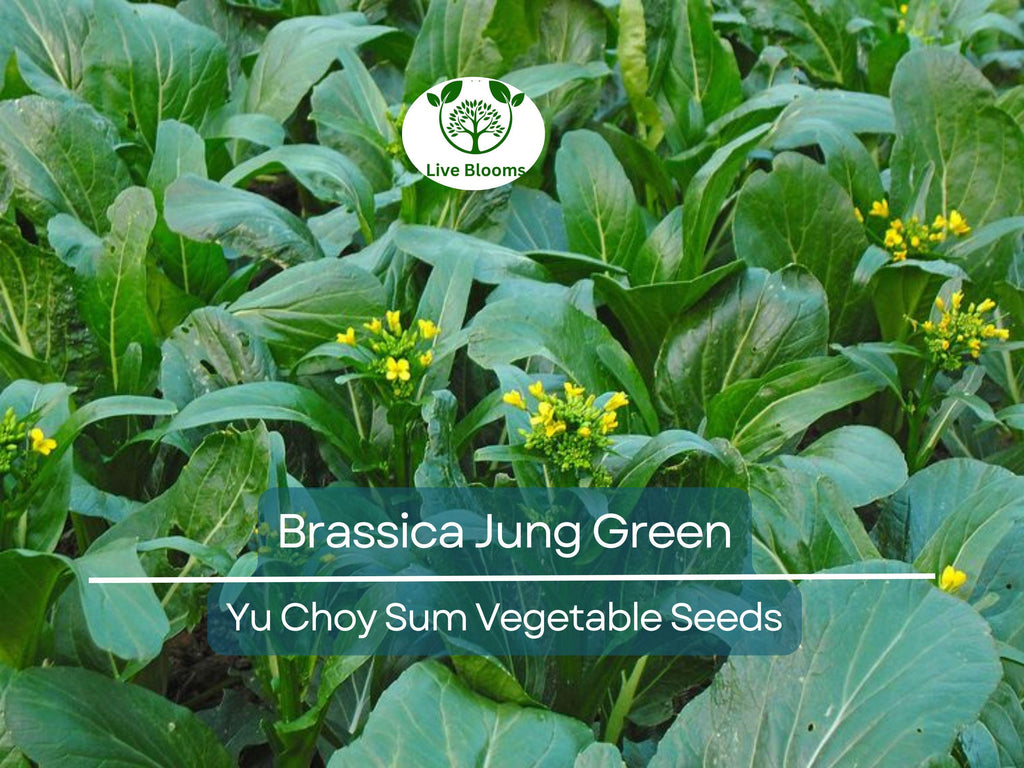 150 Yu Choy Sum Seeds - Flowering Brassica Jung Green | Fresh Asian Green for Planting, Stir-Fry & Culinary Use