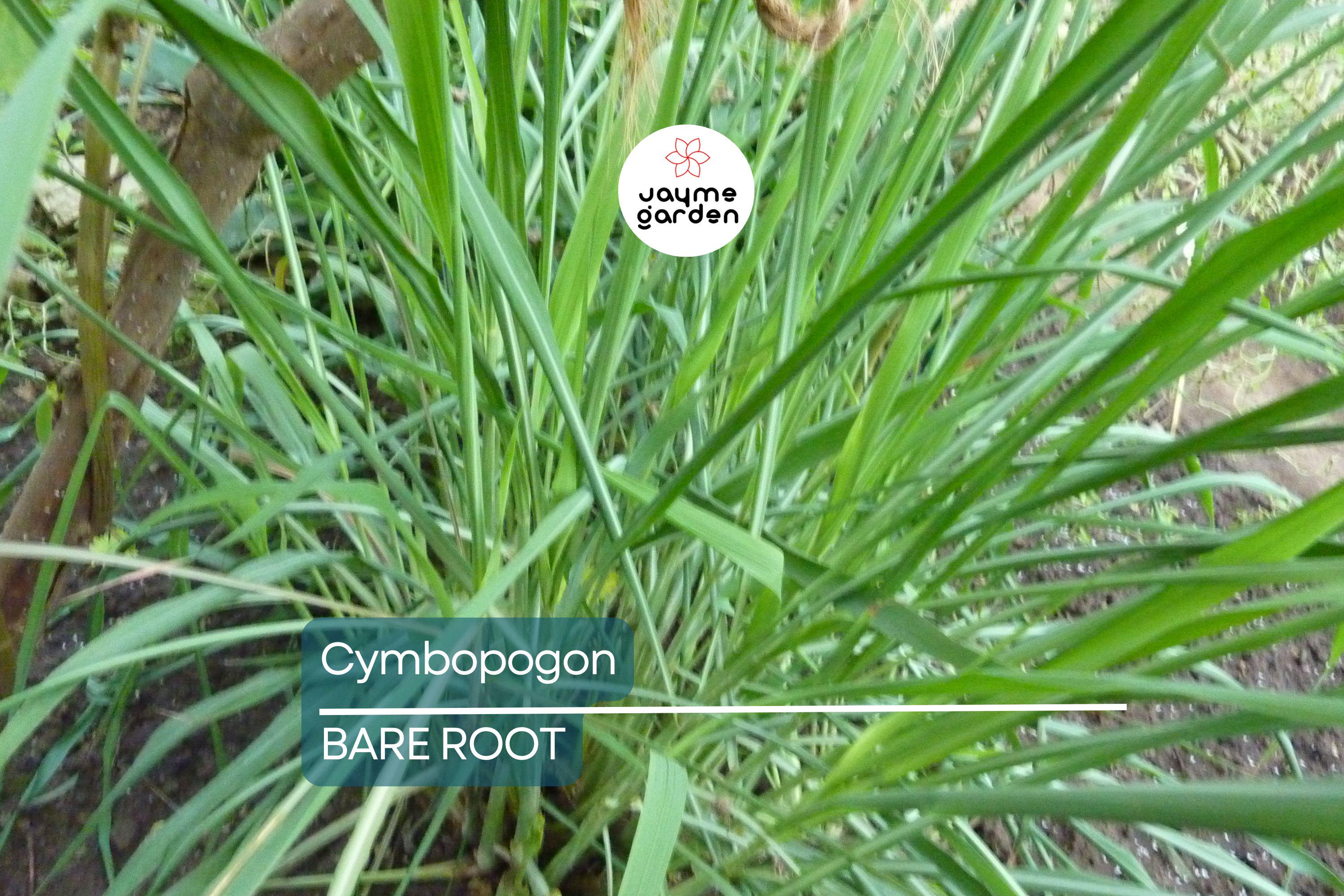 5 Lemongrass Plants - Bare Root Cymbopogon Herb - Easy to Grow, Ready to Plant