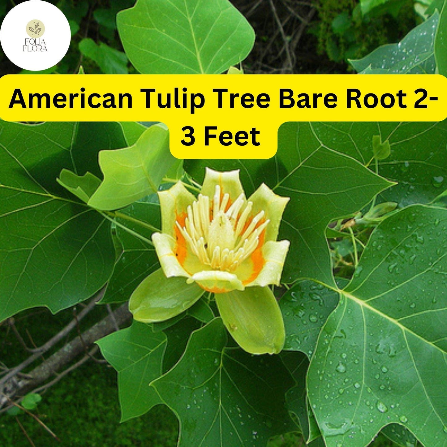 1 Liriodendron tulipifera American Tulip Tree - Live Bare Root Plant 2-3 Feet Tall for Zones 4-9