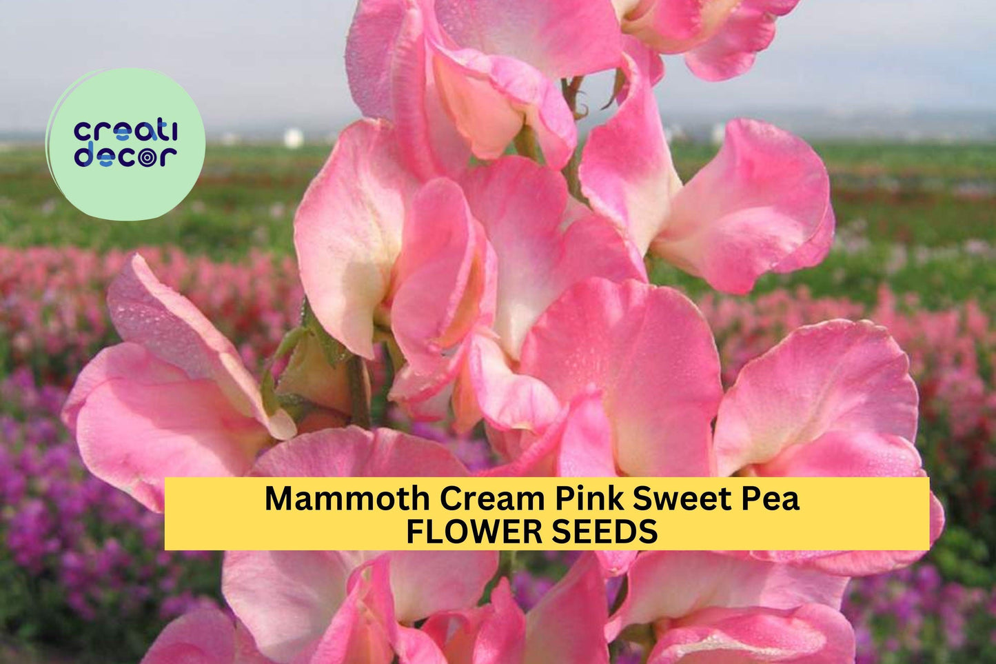 50+ Mammoth Cream Pink Sweet Pea Seeds – Large Fragrant Blooms for Garden Planting, Climbing Vines for Trellises & Bouquets – USA