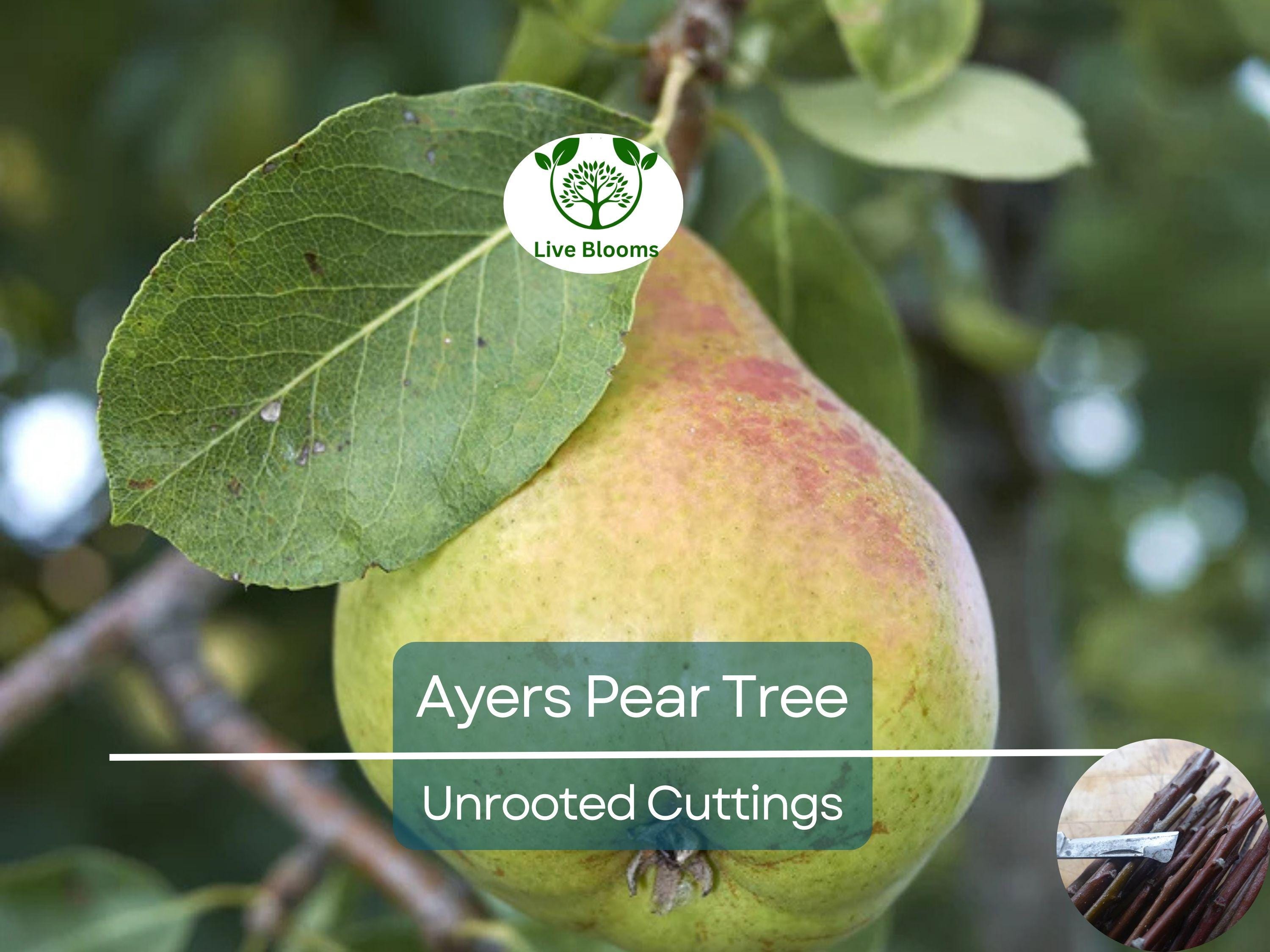 3 Ayers Pear Fruit Tree Scion Unrooted Cutting for Rooting or Grafting | Pyrus Communis | Hardy Pear Tree for Garden & Orchard